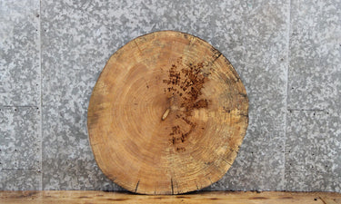 Live Edge Maple Circle Cut Round Slab, Wood Tree Slice 6413